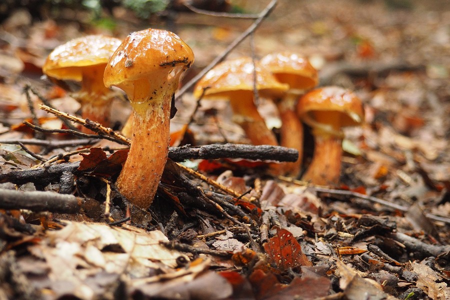 28. září 2019 13:34:39 / Camera Make: OLYMPUS CORPORATION     Model: E-M10MarkII      