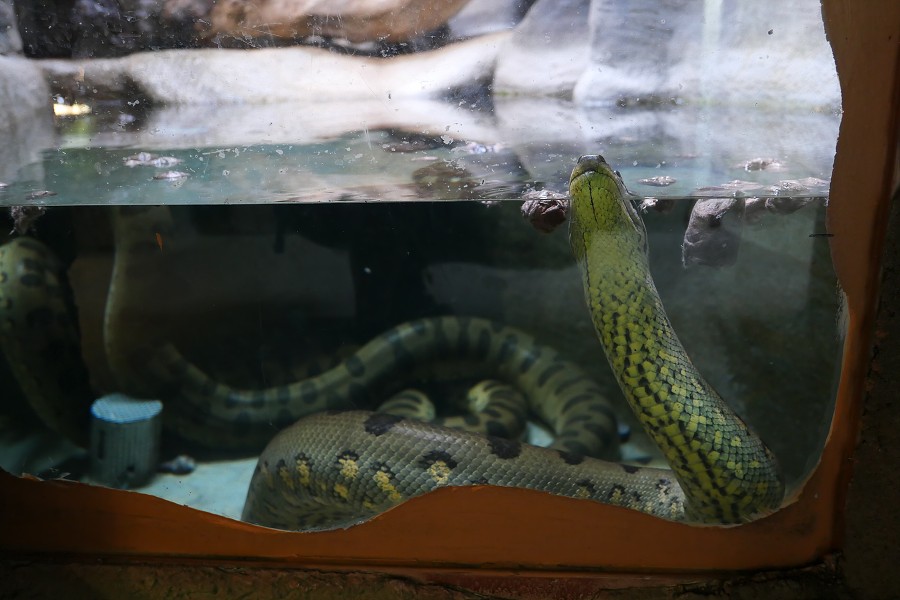 Camera Make: Panasonic Model: DC-LX100M2 / Created: 26. června 2022 15:04:06 