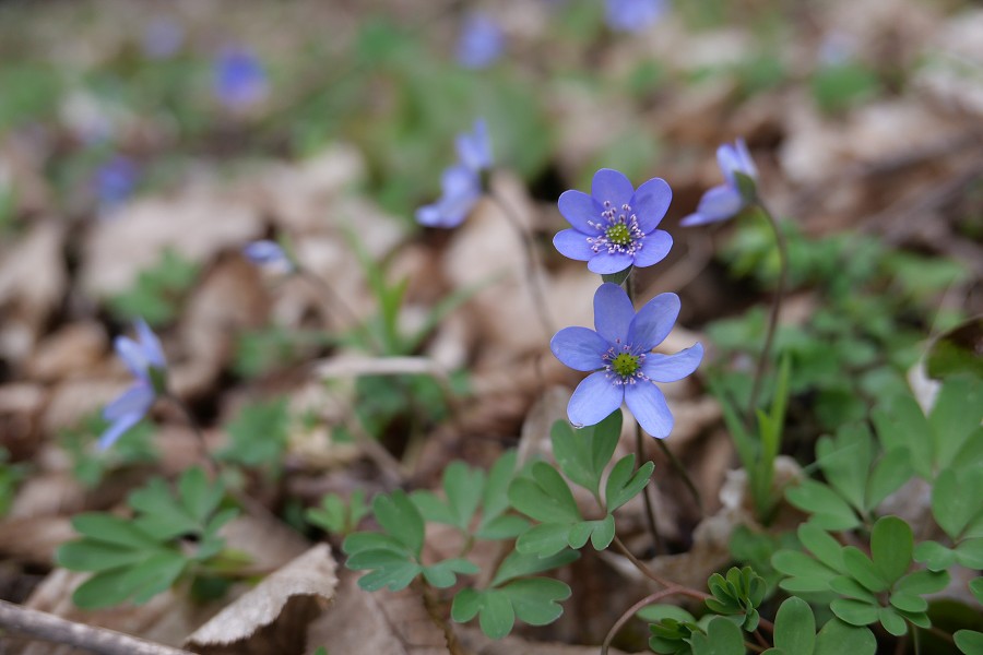 Vytvořeno: 25.03.2023 11:42 / Výrobce: Panasonic / Model: DC-LX100M2 
