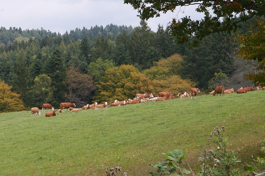 Vytvořeno: 20.10.2023 12:53 / Výrobce: Panasonic / Model: DC-LX100M2 